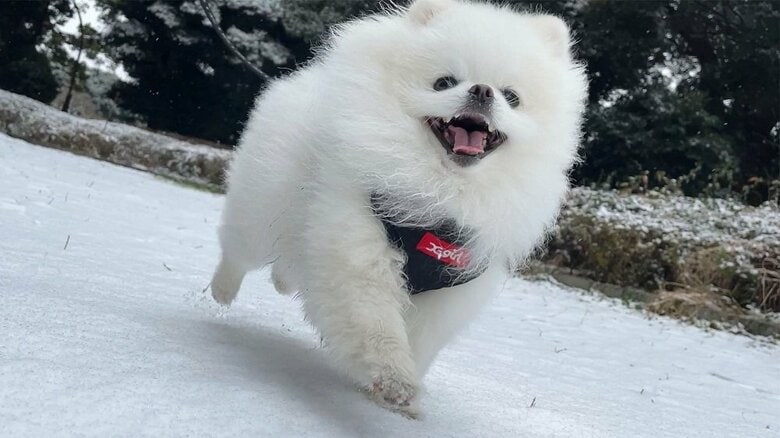 雪の上を楽しそうに走る