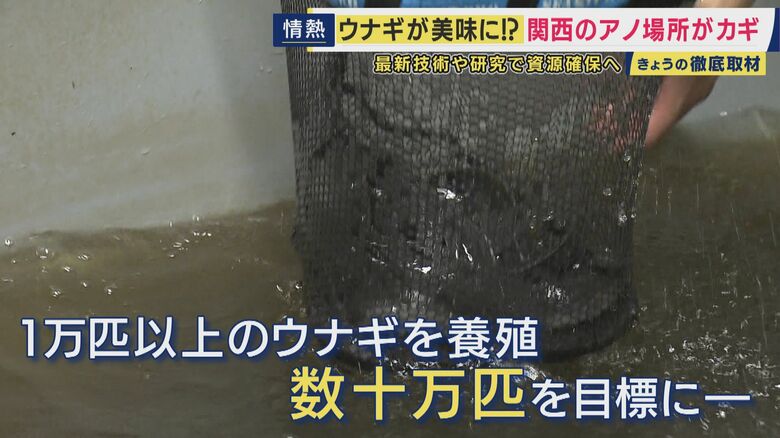大阪の養殖場では数十万匹を目標に