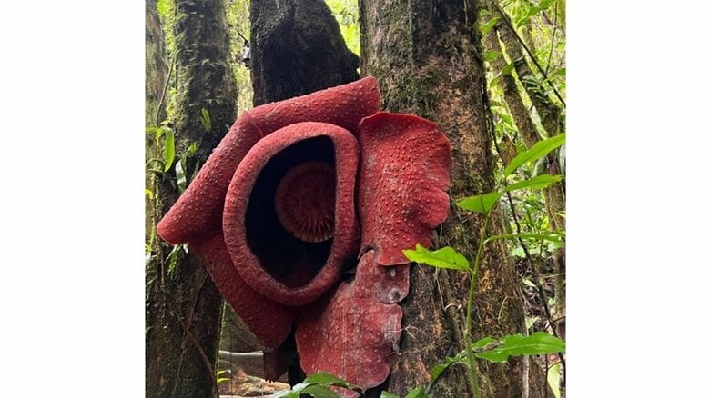 開花3日目のラフレシア（提供：柳澤静磨さん）