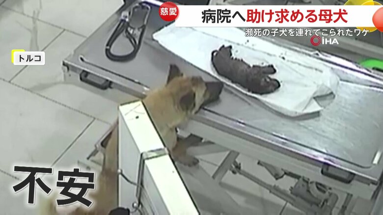治療中の子犬を不安そうに見守る母犬