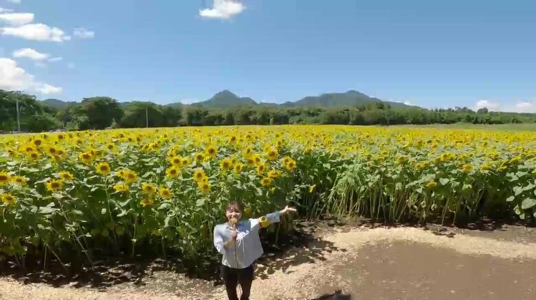 1.6ヘクタールの敷地に約20万本のヒマワリ