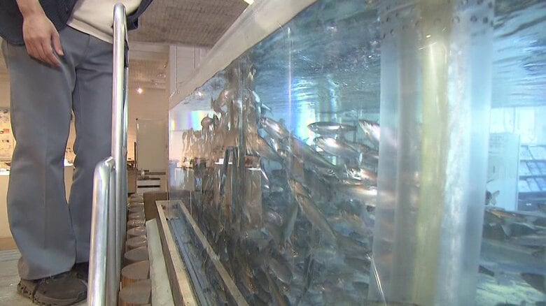 千歳市の「さけます情報館」