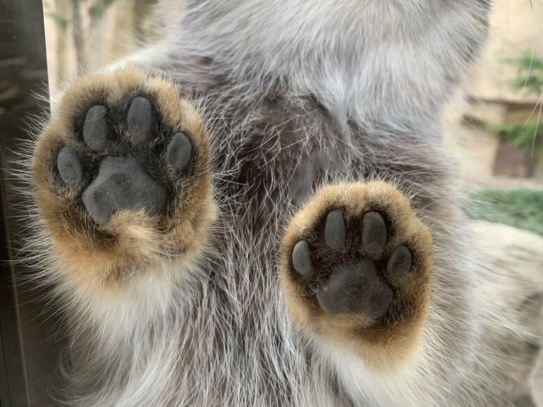 肉球も柔らかそう（爪は完全にしまっていて見えない）　提供：那須どうぶつ王国