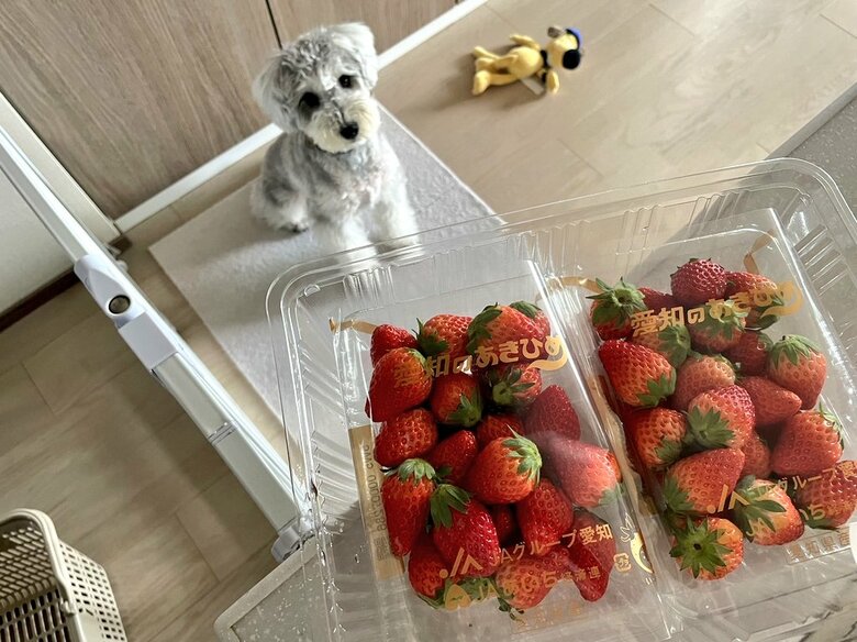 好物のイチゴを発見