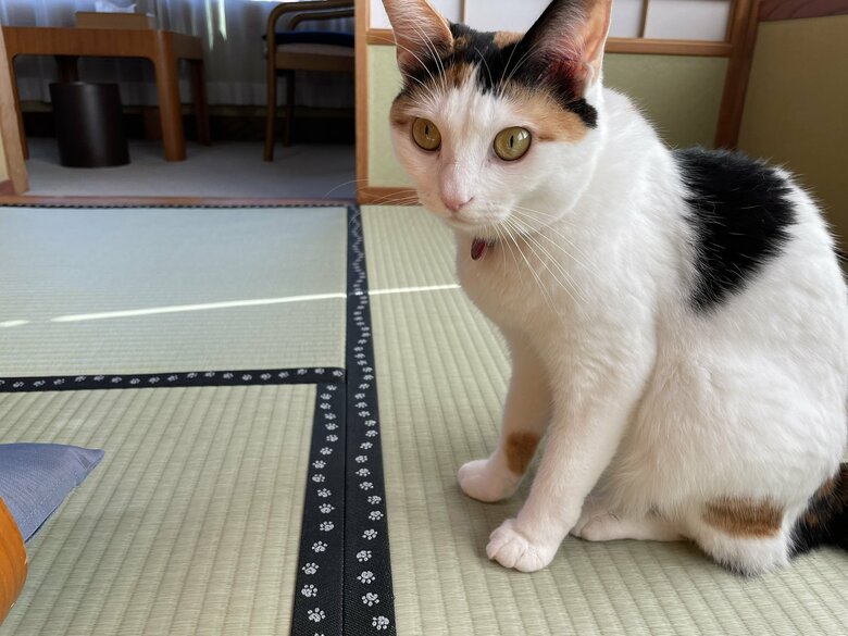 畳をチェックするきなこちゃん