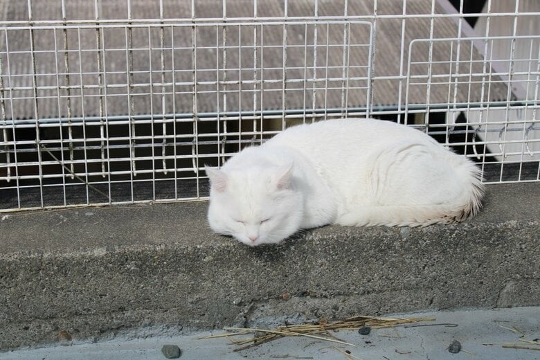 保護ネコのシミちゃん 優しい雰囲気に包まれる中、完全に安心しきって寝ている