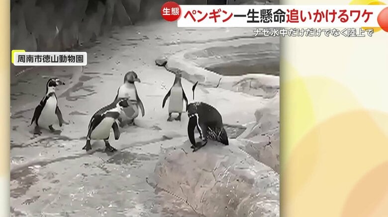 一斉に黒い何かを追いかけるペンギンたち（映像提供：周南市徳山動物園）