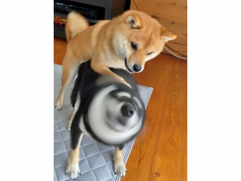 のんちゃん（上）とあさちゃん（下）