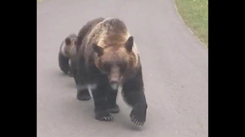 羅臼岳ではクマの出没が相次ぐ（2025年8月撮影）