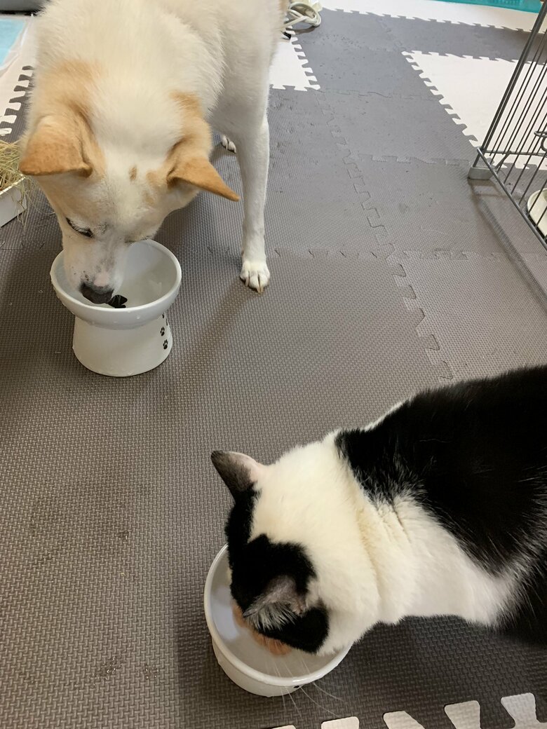 猫の凪ちゃんと一緒に