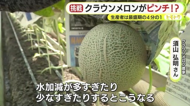 太いネット（網目）が入ったメロン