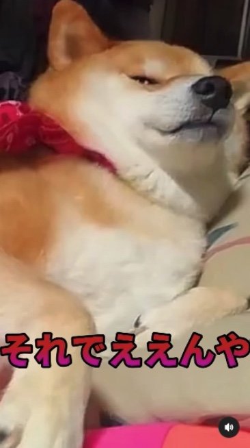 提供：柴犬スティーブch【コーギーと猫を添えて】さん