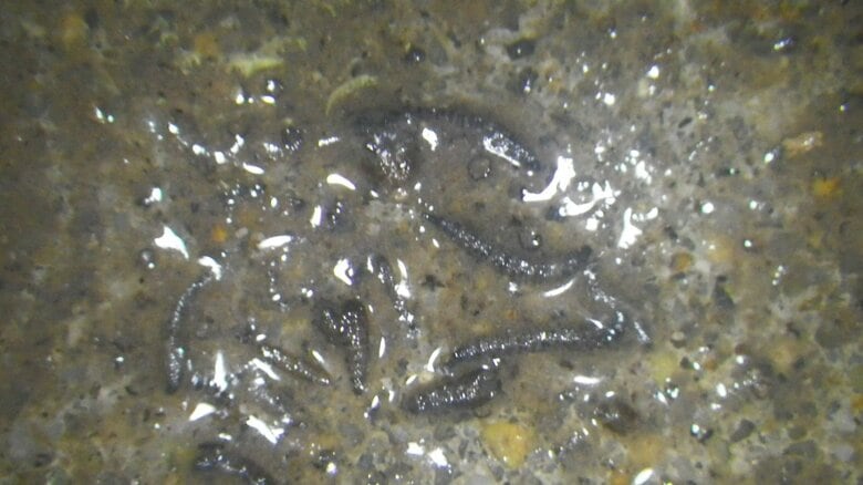 チョウバエの幼虫（画像提供：著者本人）