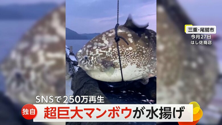 三重・尾鷲市の沖合で水揚げされた超巨大マンボウ