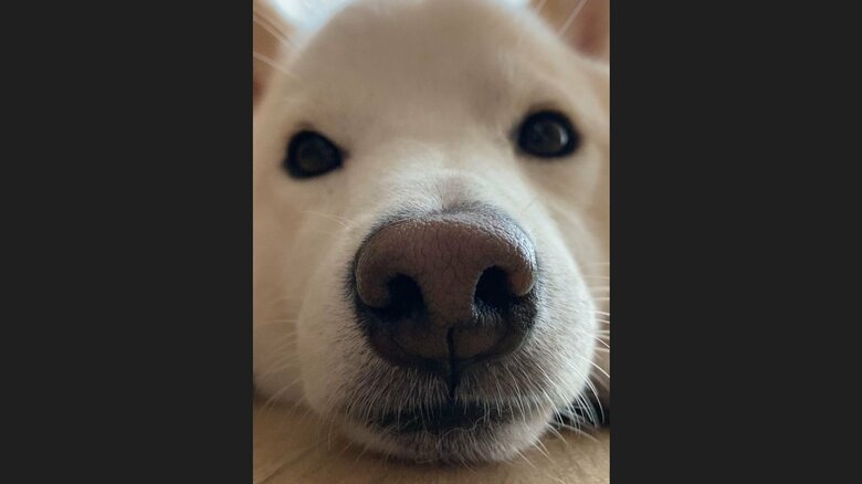 ドアップだとこんな感じ