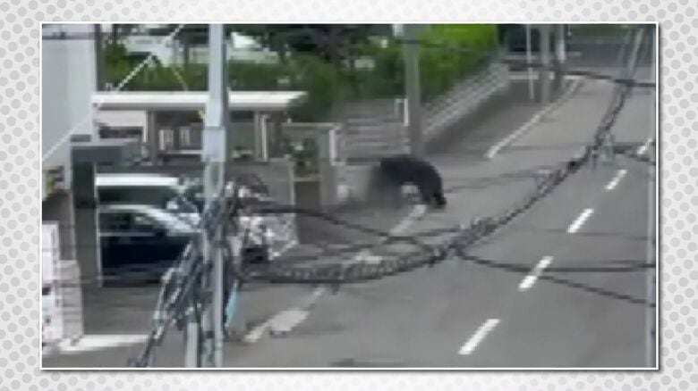 2021年 札幌市東区の住宅地にクマが出没