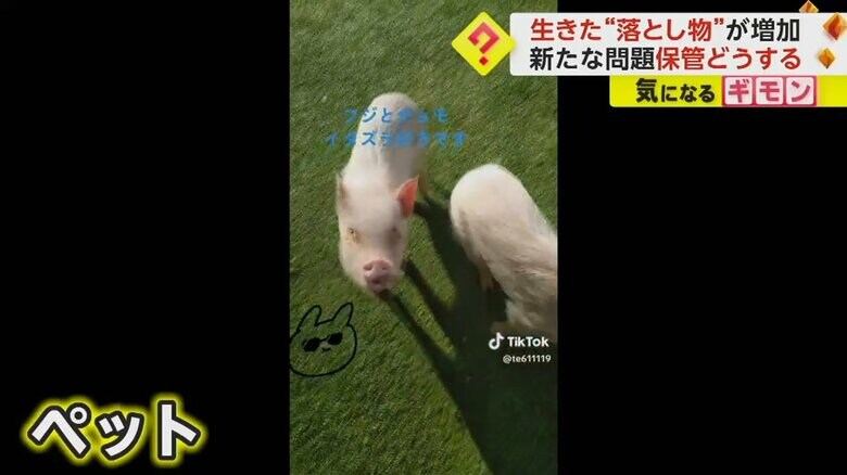 宮崎県でペットとして飼われていた2頭のマイクロブタ