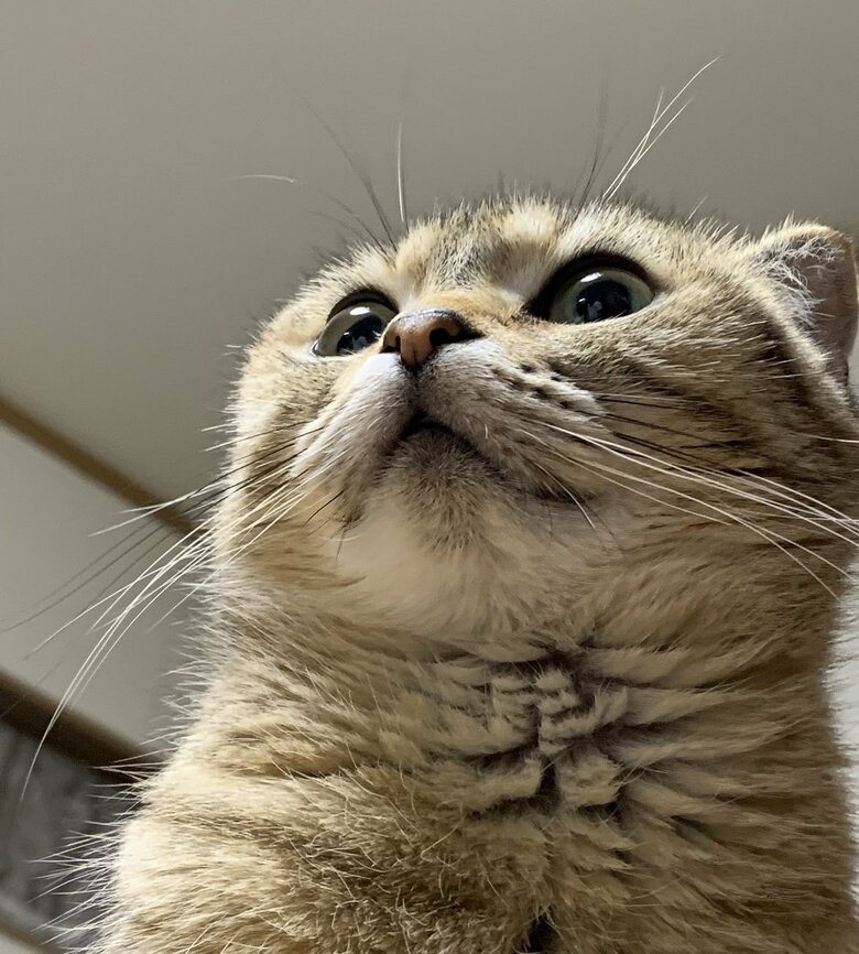 下からのアングルのまるちゃん