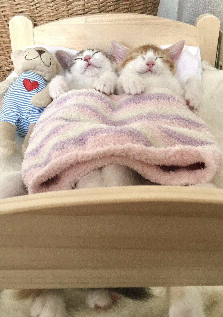 子猫時代から仲良し