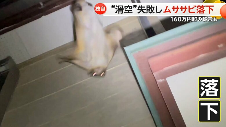 落下するムササビ（FNN投稿サイト「ビデオPost」）