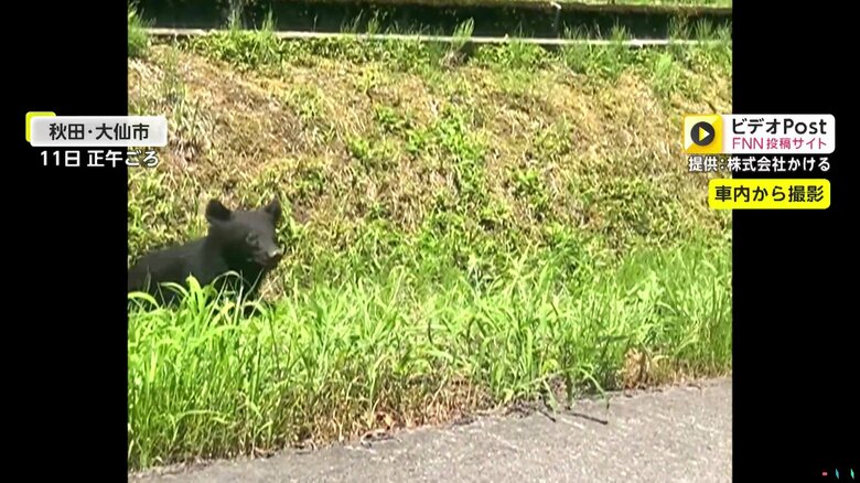 撮影者の元へと近づいてくる1匹の子グマ（11日正午頃、秋田・大仙市）