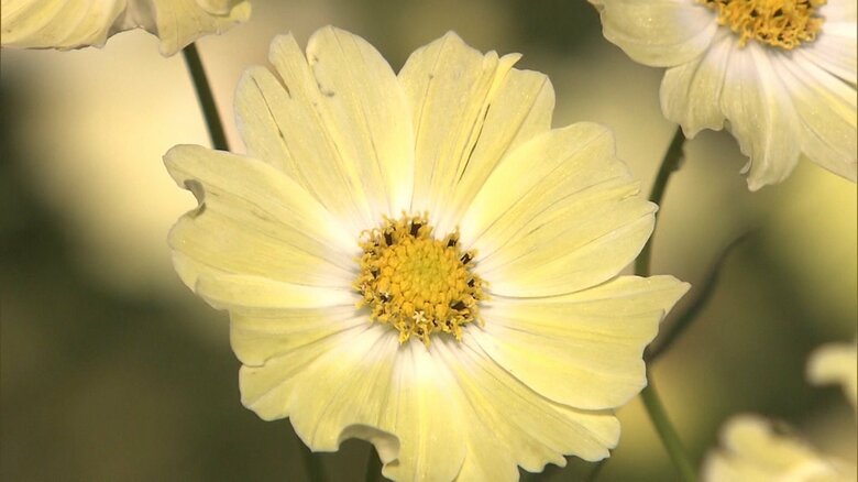 昭和記念公園のコスモス　2015年11月撮影