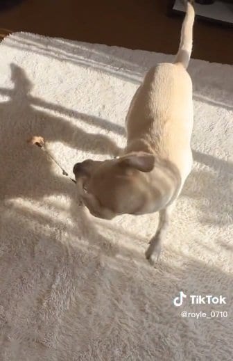 おもちゃを持つと超アクティブに？