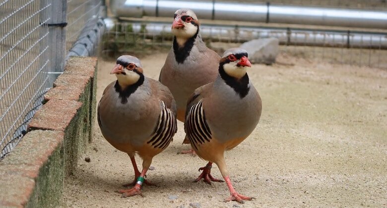 モデルのように整列（提供：松江フォーゲルパーク）