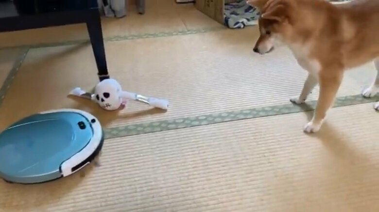 お掃除ロボットに戸惑うゆきちゃん