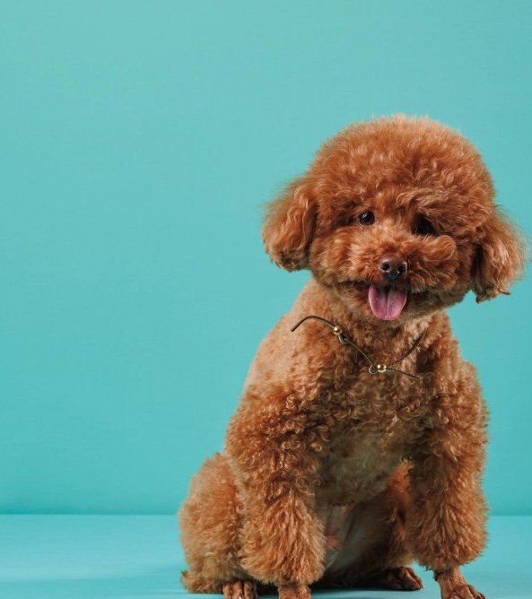 提供：Leo トイプードルさん