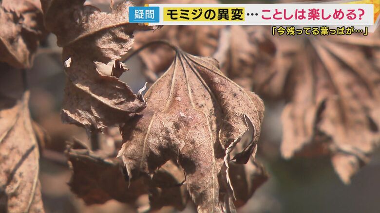 だいぶ傷んだ葉っぱ