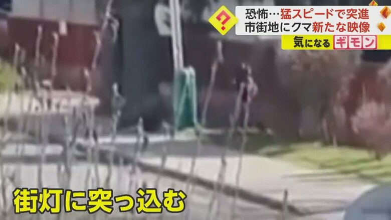 クマが人に向かって突進する瞬間の映像⑥