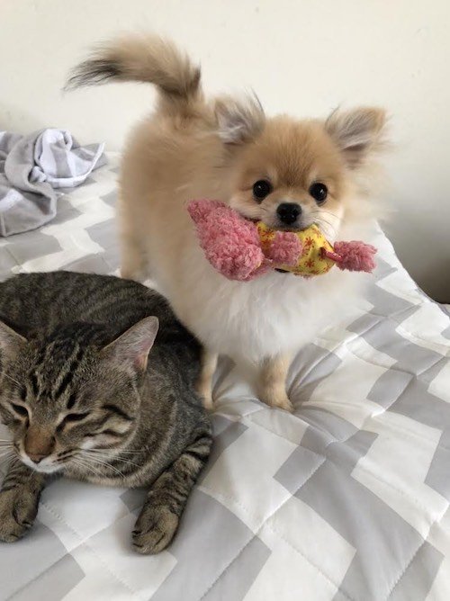 先住猫のこりんちゃんを踏んづけながら、大好きなおもちゃをくわえているところ（撮影／とよた真帆）