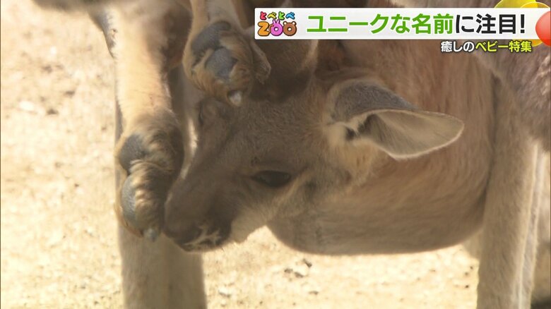 袋の中にいるカンガルーの赤ちゃん・フウミくん