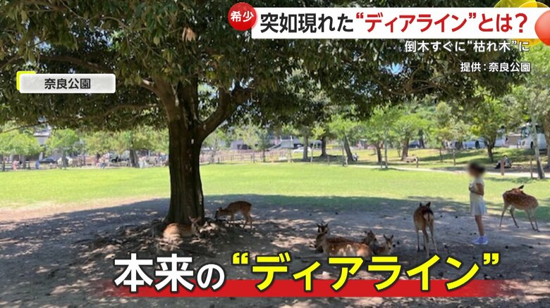 独特な景色を一目見ようと訪れる観光客も多いという"ディアライン”