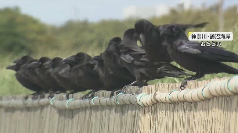 柵の上のカラスたち