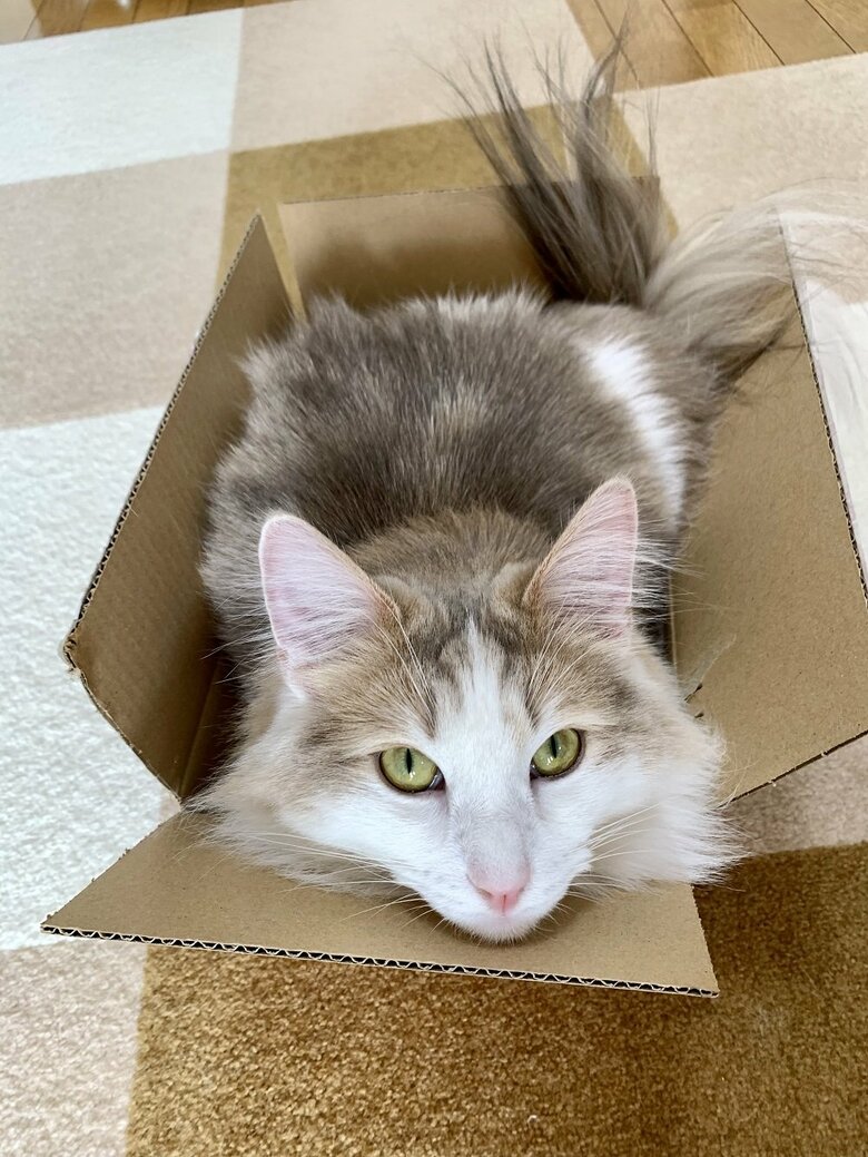 段ボール箱も好き