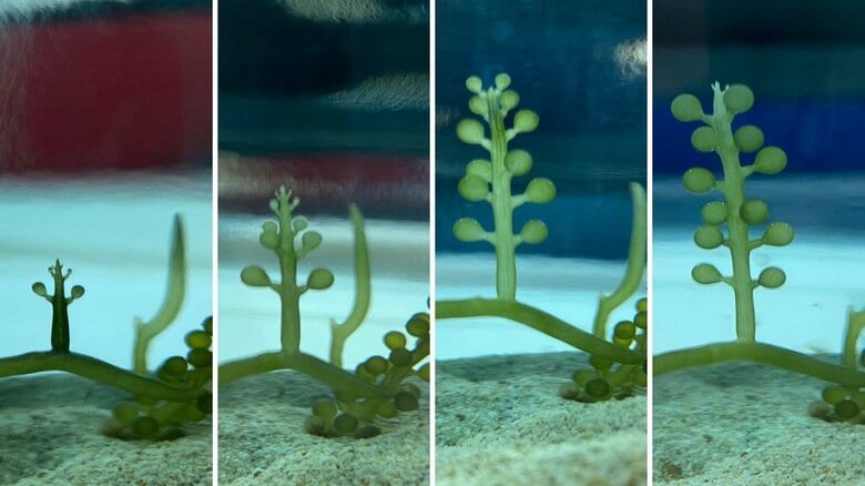 （左から）9日午前9時、午後6時、10日午前9時、10日午後6時（提供：Sho Nakaemaさん）