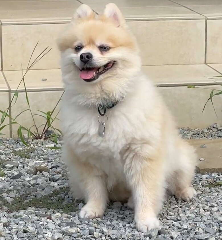 庭に出しても、にんじゃくんは座り込むこともあるそう