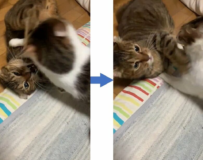 ケンカすることもしばしば…