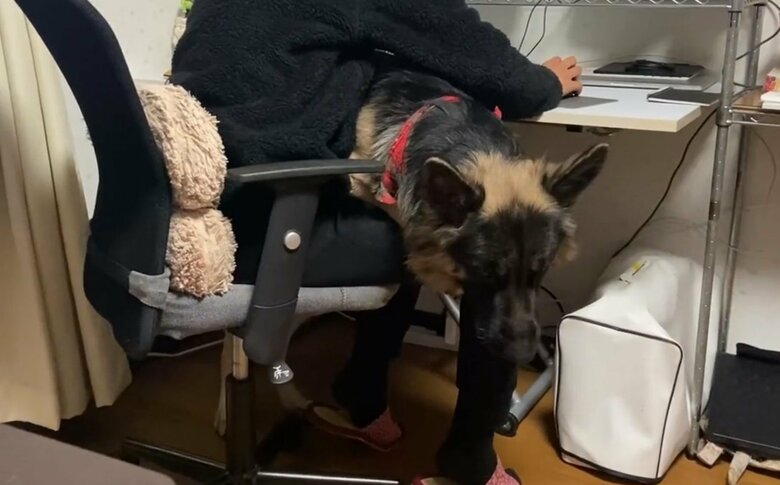 提供：Tobi and Bobiシェパード兄弟犬さん
