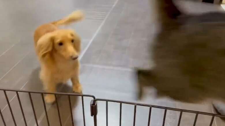 ねこくんはジャンプして向こう側に行ってしまった