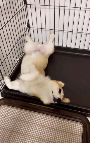 リラックス中のゴン太くん