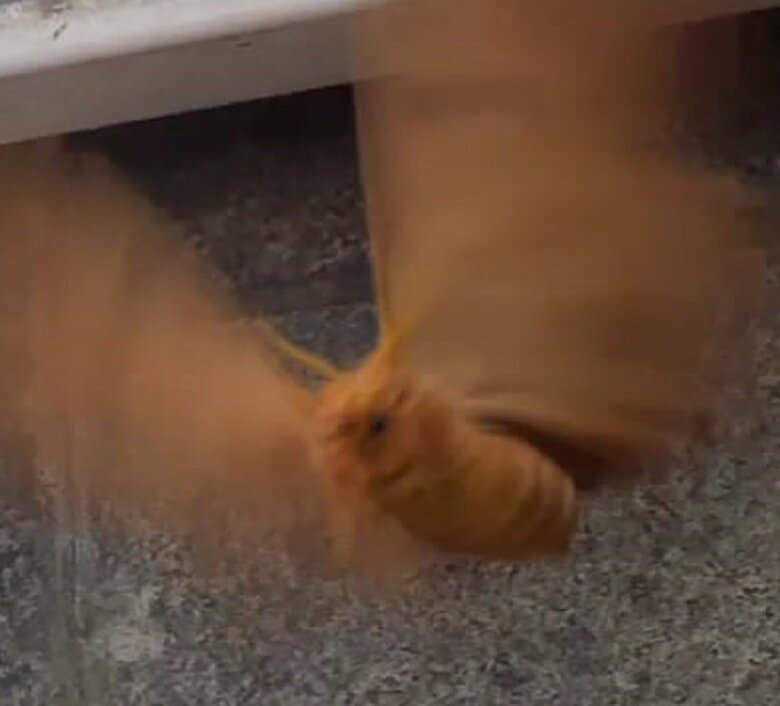 大量発生しているクスサン