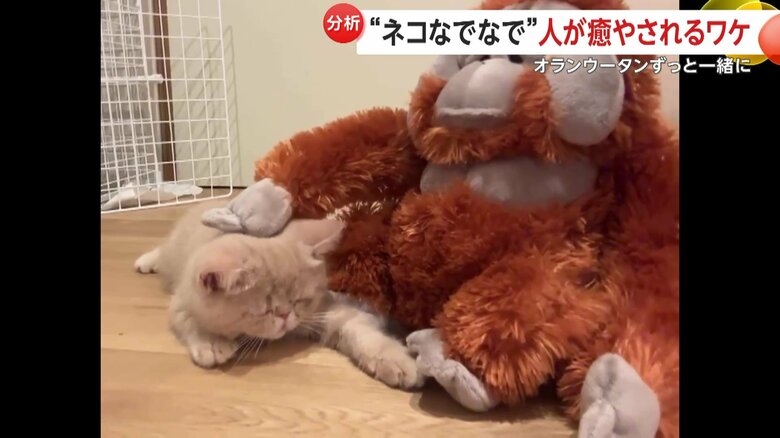 なでられるこまるくん