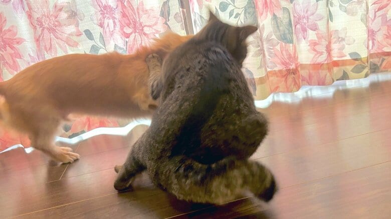 ねこくんの方から、遊びにさそうこともある