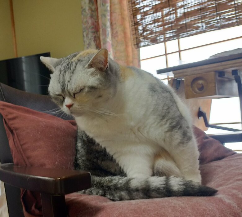 不思議な寝相のミーコさん（提供：まさまささん）