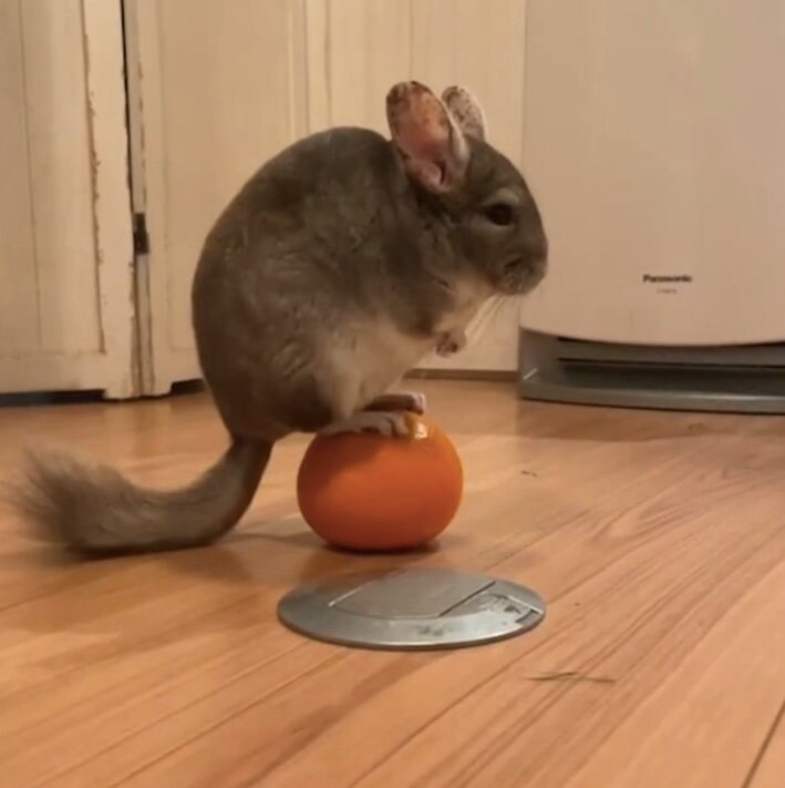 提供：おもちさん