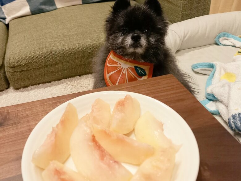 モモを凝視するどん吉くん