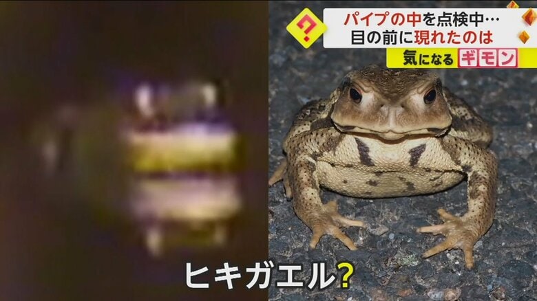 ワニとヒキガエルとの比較画像（CITY OF OVIEDO）